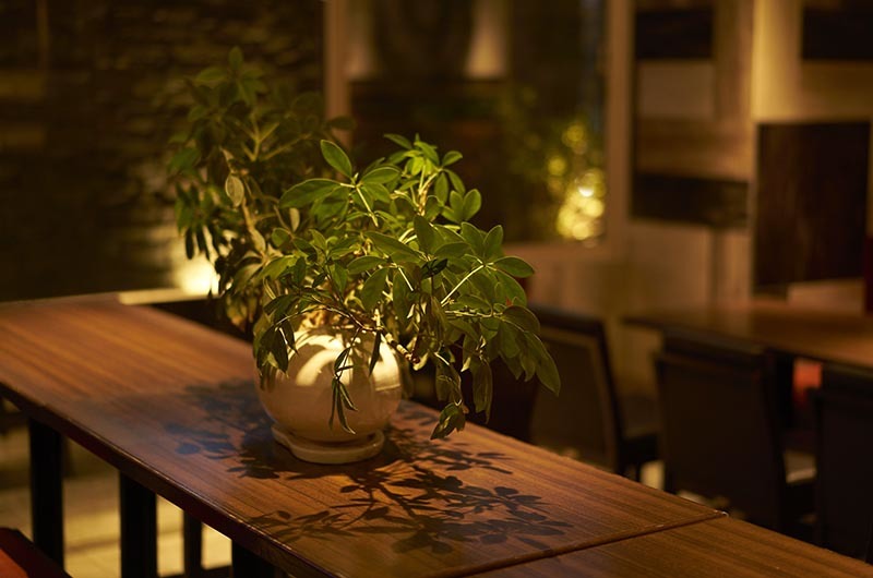 SQUARE 植物と照明